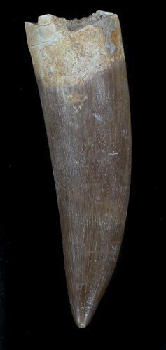 Fossil Plesiosaur Tooth - Morocco #36606